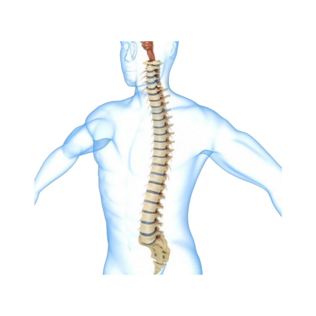 ورزش های کمر